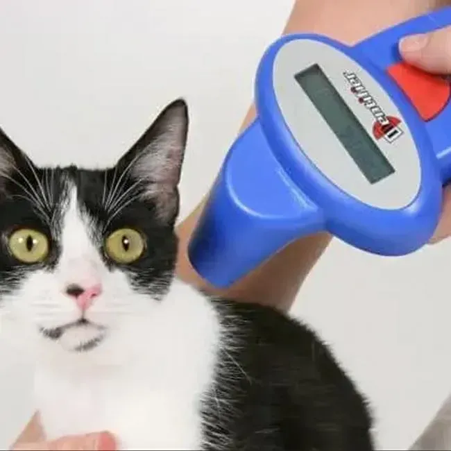 Cat Microchipping