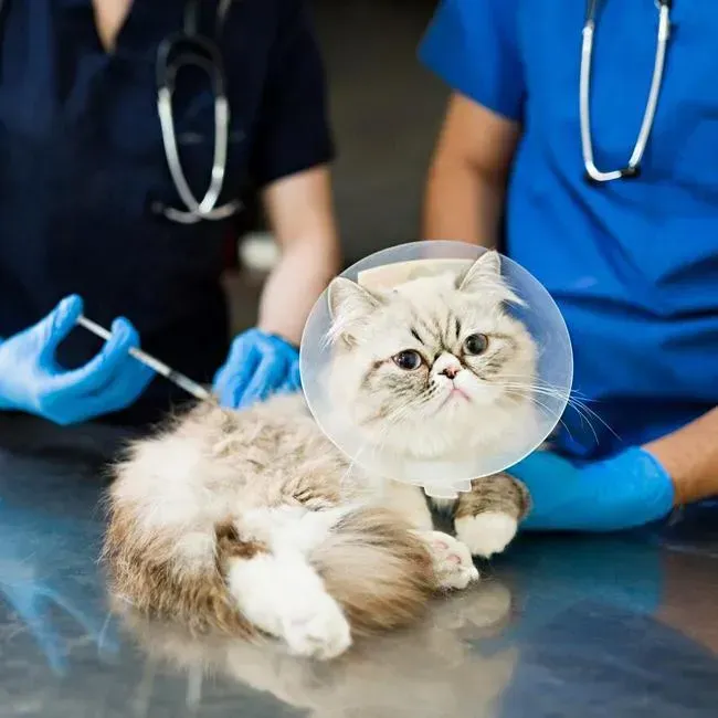 Cat Vaccinations