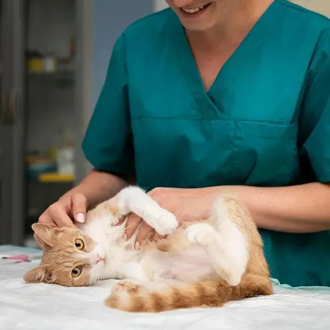 Cat Dermatology Stockton CA