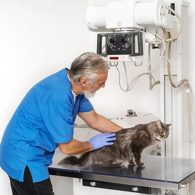 Cat Lab Tests