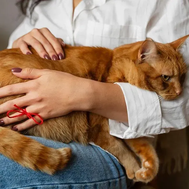 Cat Cancer