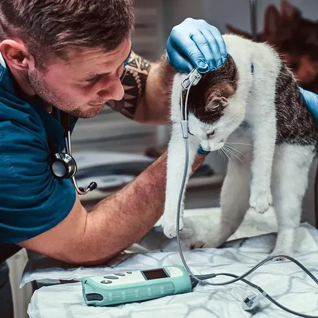 Cat Cardiology