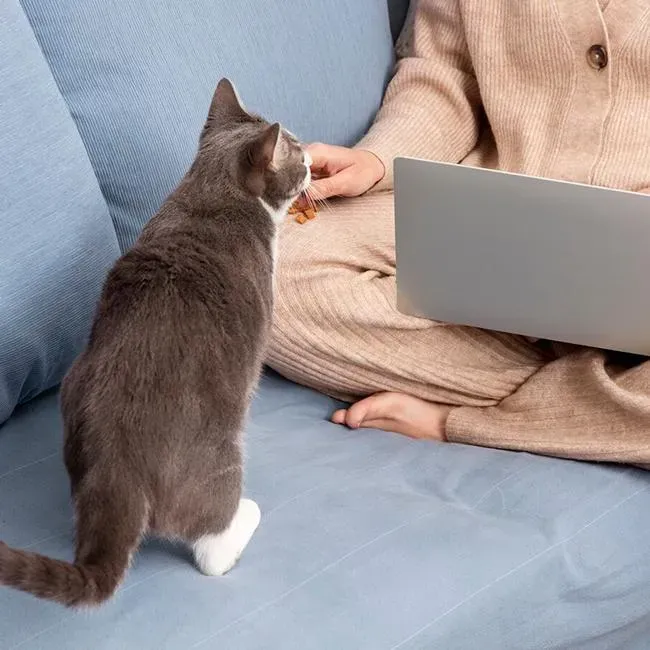 Cat House Calls