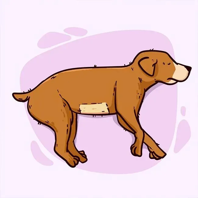 Dog Anal Sacs