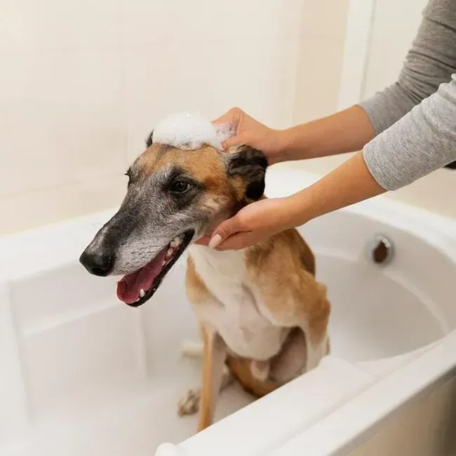 Dog Bathing & Hygiene