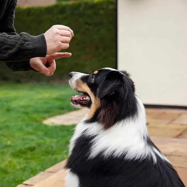 Dog Behavior