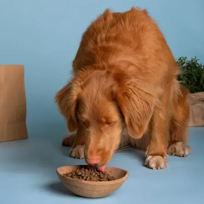 Dog Nutrition