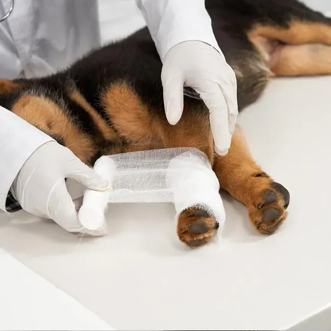 Dog Emergencies