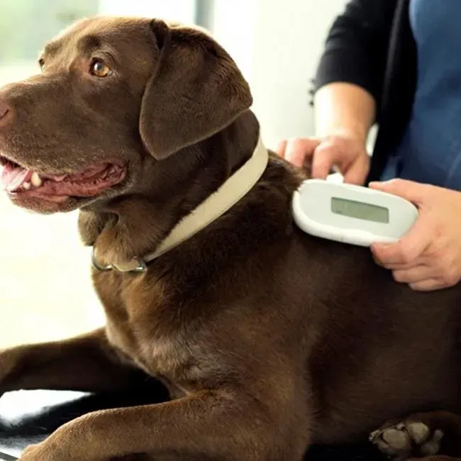 Dog Microchipping