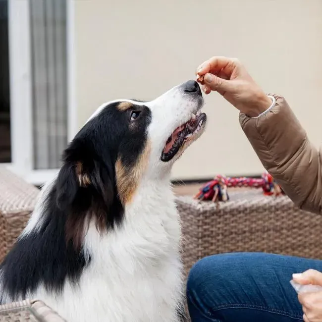 Puppy Care
