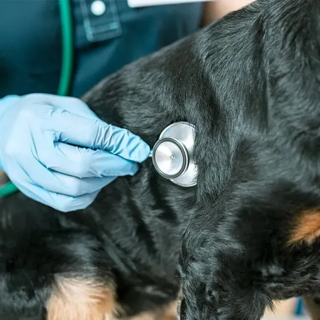 Dog Heartworms