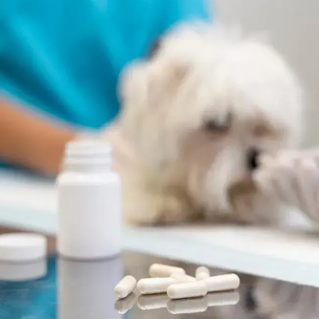 Dog Deworming