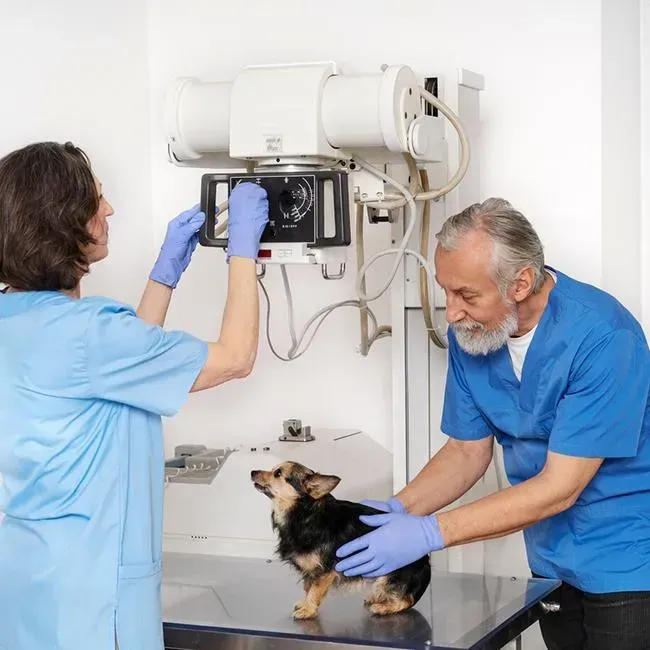 Dog Endoscopy