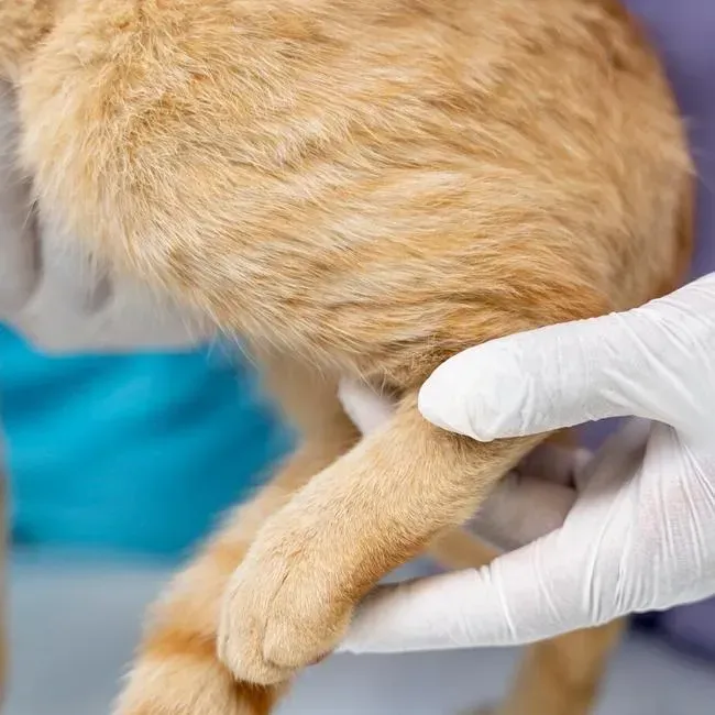 Stifle (Knee) Osteochondritis Dissecans (OCD)