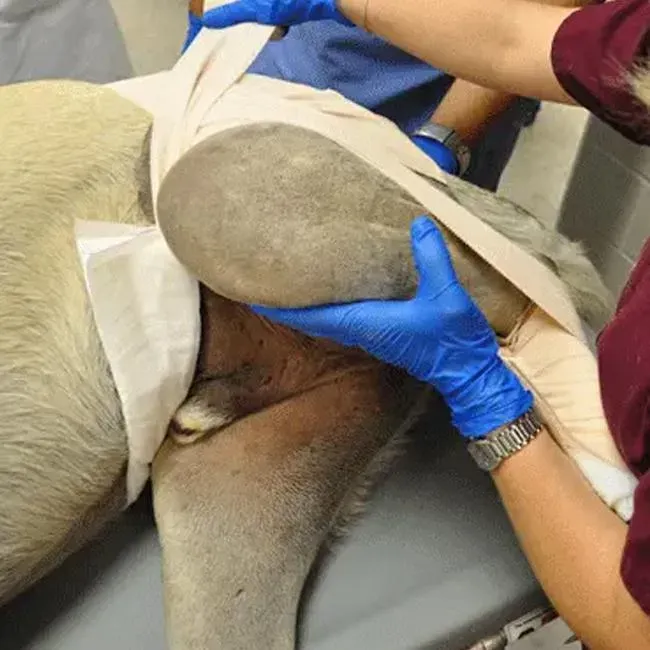 Coxofemoral (Hip) Luxation