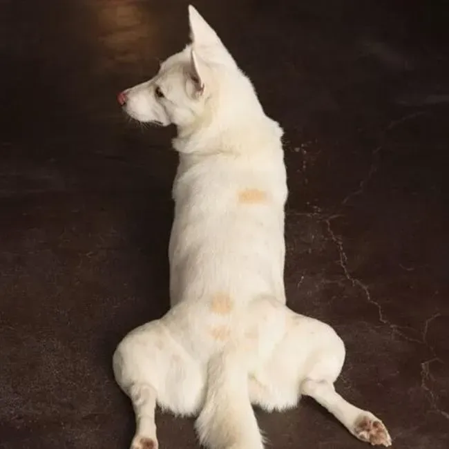 Hip Dysplasia