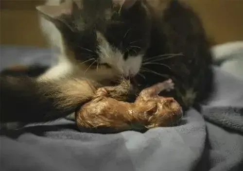 Signs of Labor in Cats