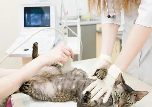 Emergency Care for Pregnant Cat