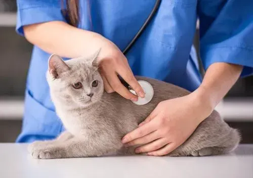 Prenatal Checkup for Cats Near Stockton, CA