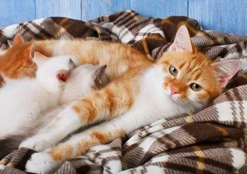 Vet for Cat Pregnancy Complications