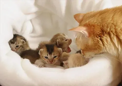Best Vet in Stockton for Pregnant Cat