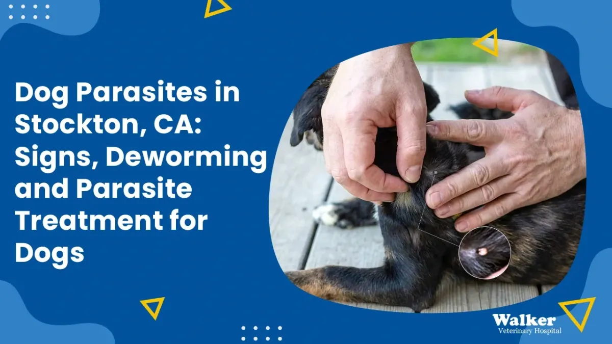 Dog Parasites in Stockton, CA: Signs, Deworming & Parasite Treatment for Dogs