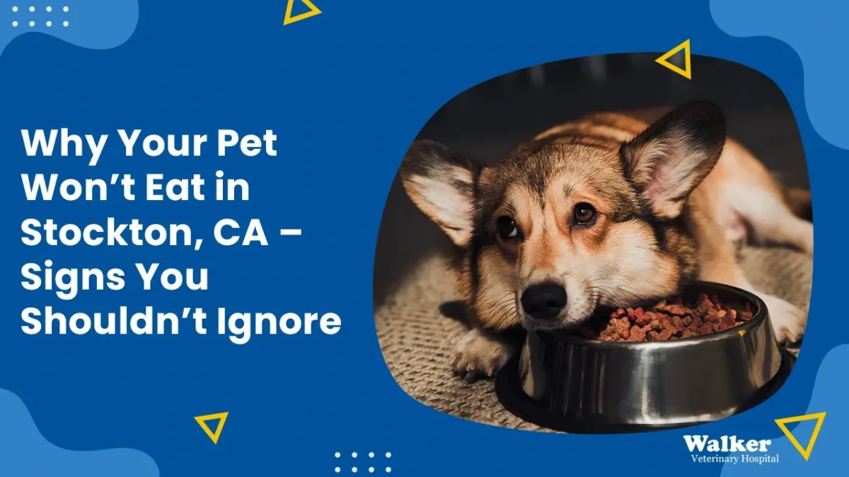 Why Your Pet Won’t Eat in Stockton, CA – Signs You Shouldn’t Ignore