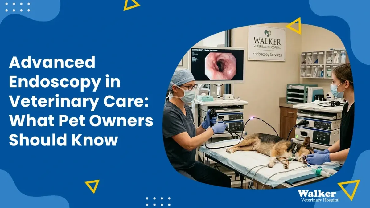 Why Is My Dog Vomiting? Advanced Pet Endoscopy in Stockton, CA Explained