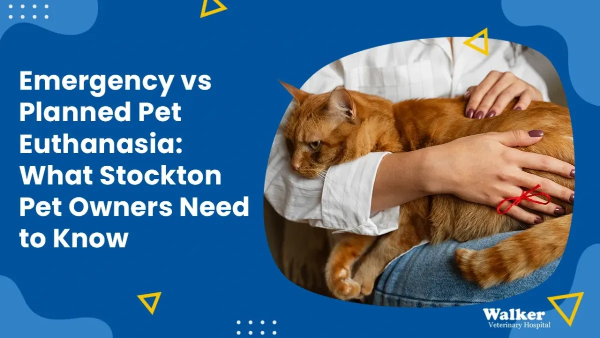 Emergency vs Planned Pet Euthanasia in Stockton, CA | Signs, Timing & What to Expect