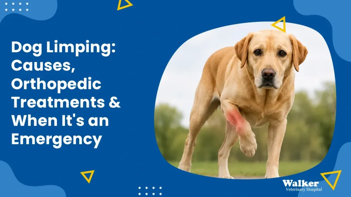 Dog Limping Treatment in Stockton, CA | Orthopedic Care & Emergency Signs