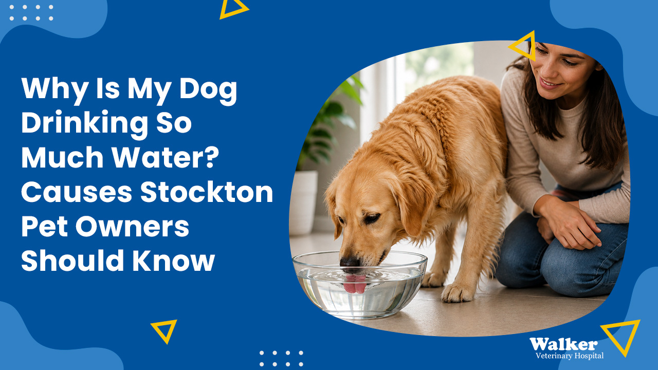 Dog Drinking Too Much Water? Causes & Signs | Stockton, CA
