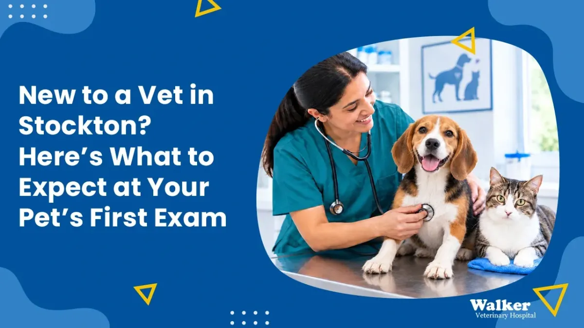First Vet Visit for Dogs & Cats in Stockton, CA
