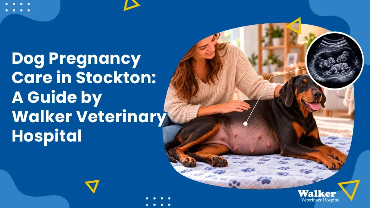  Dog Pregnancy Care in Stockton: A Guide by Walker Veterinary Hospital