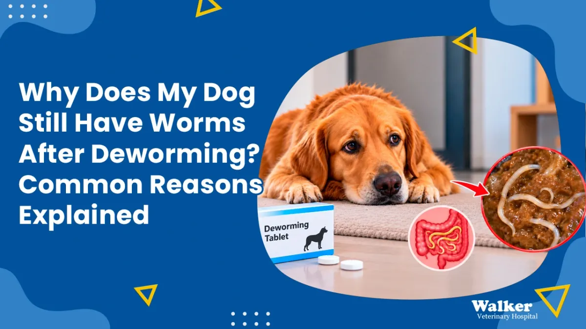 Dog Still Has Worms After Deworming? Causes & Next Steps