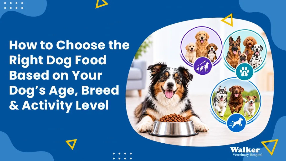 How to Choose Dog Food by Age, Breed & Activity Level