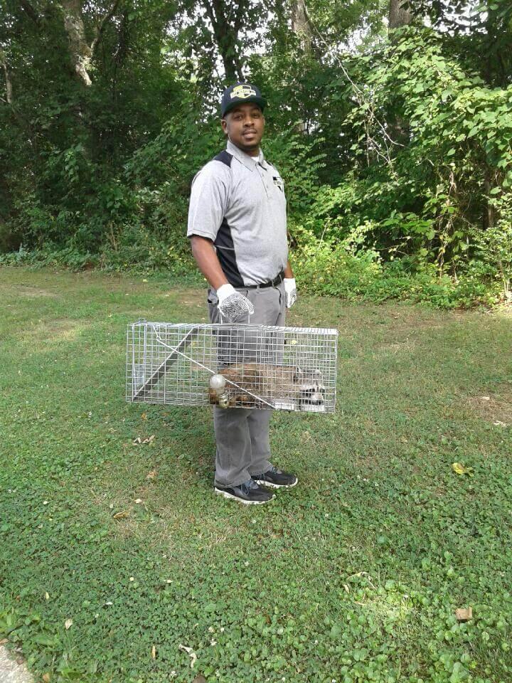 Nest Pest Control captured a raccoon near Washington DC