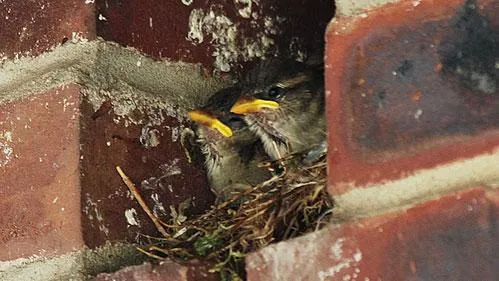 Sparrows in Nest near Washington DC