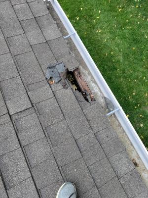 roof entry of a squirrel or raccoon near Washington DC