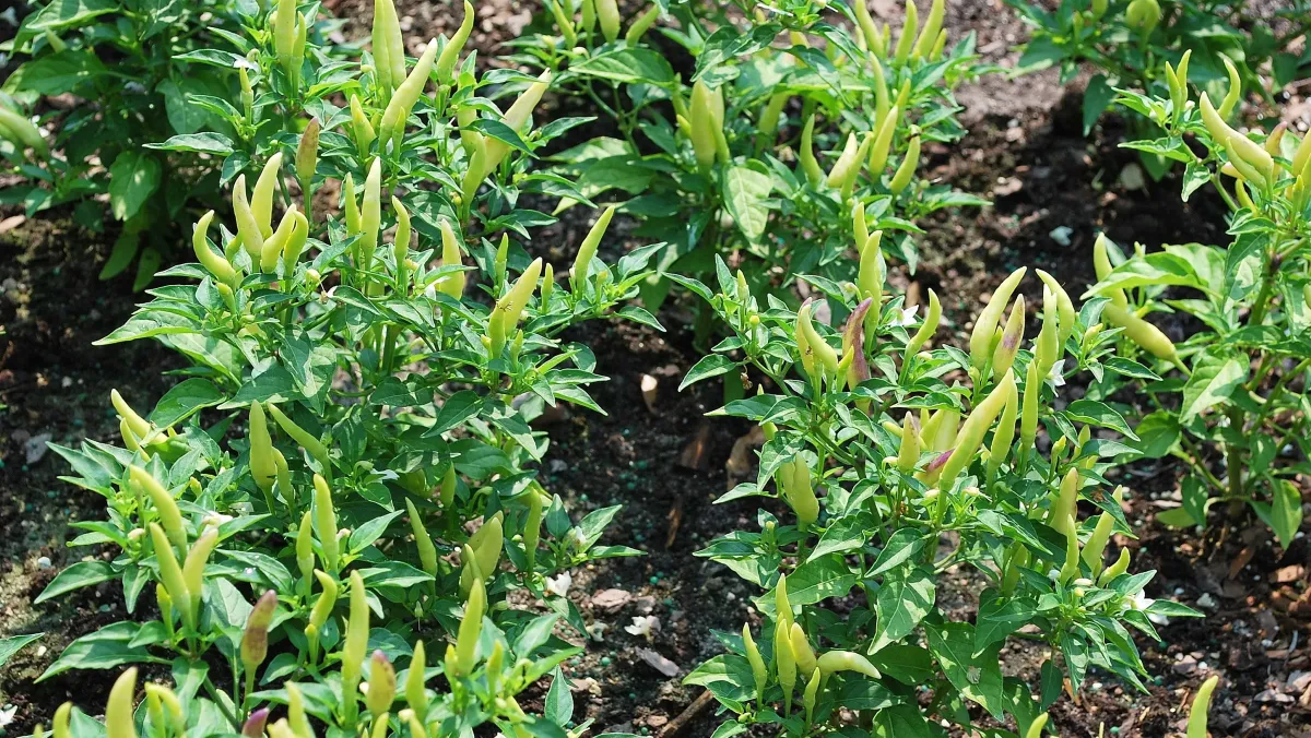 Summer Gardening Tips