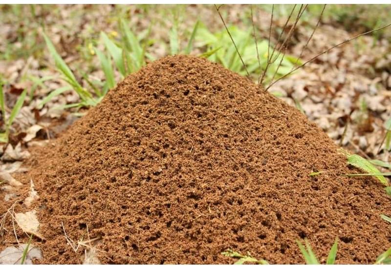 Typical Fire Ant Mound