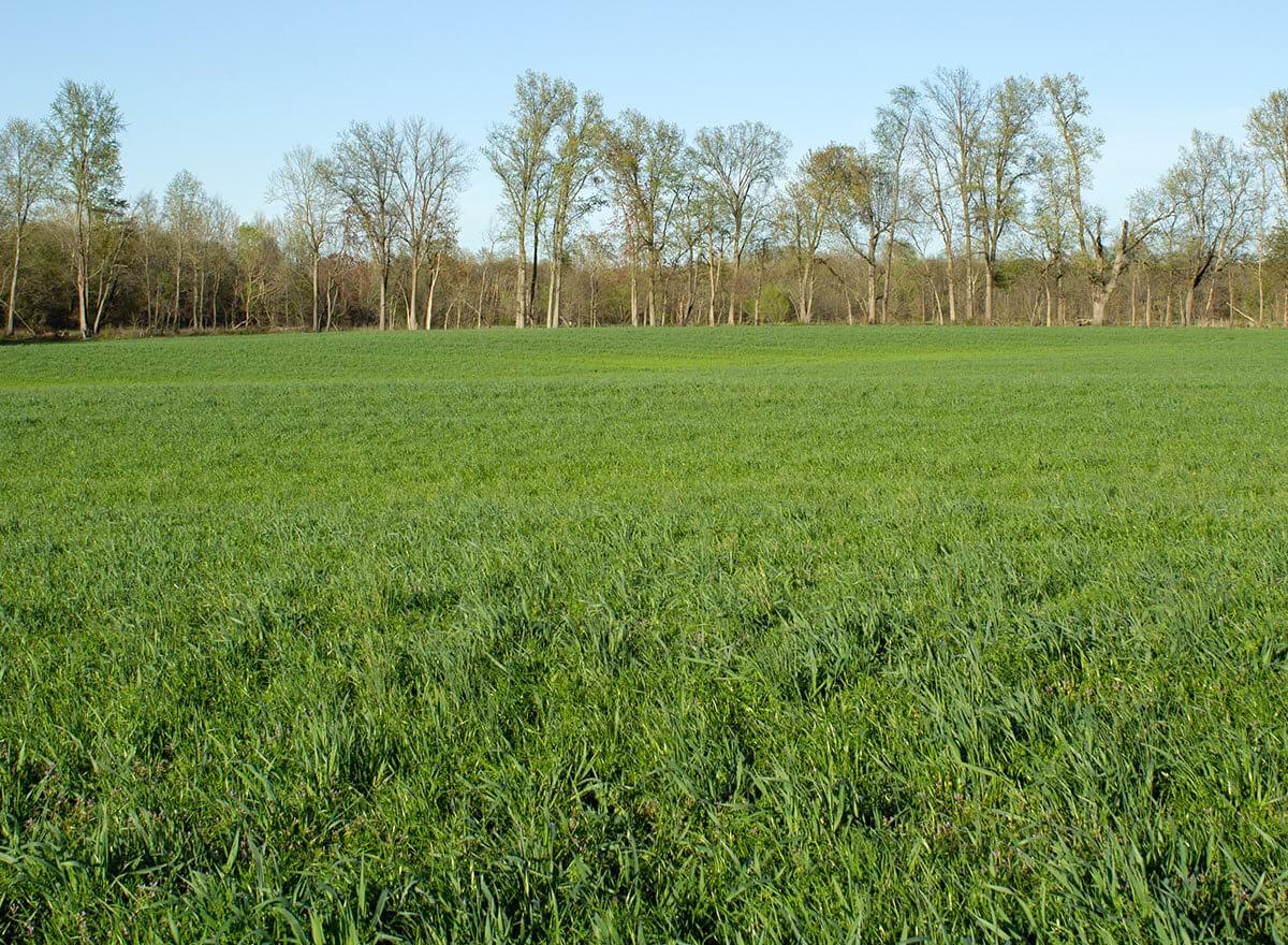 Typical Annual Ryegrass Field