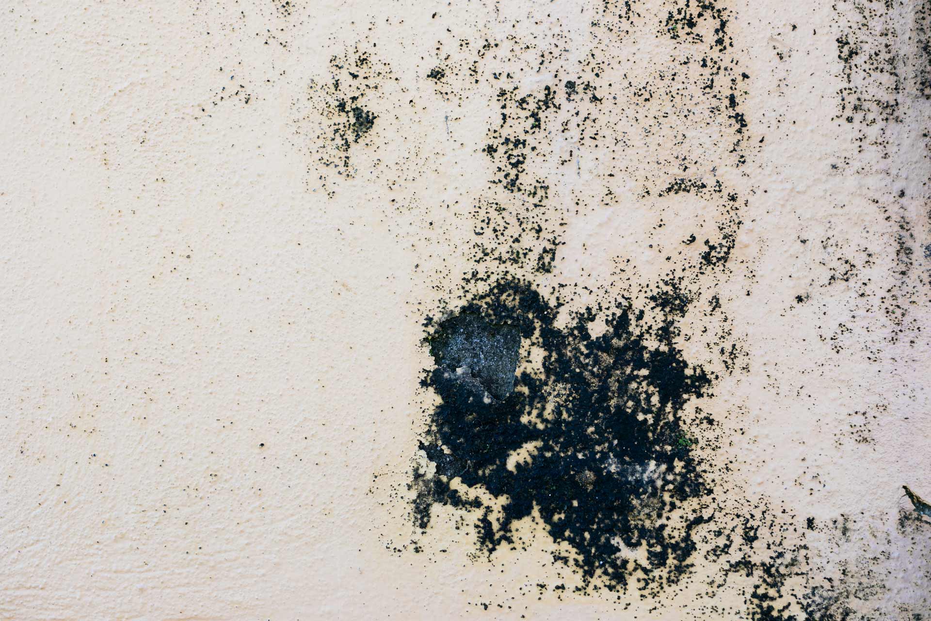 Black Mold Removal in McKinney, TX