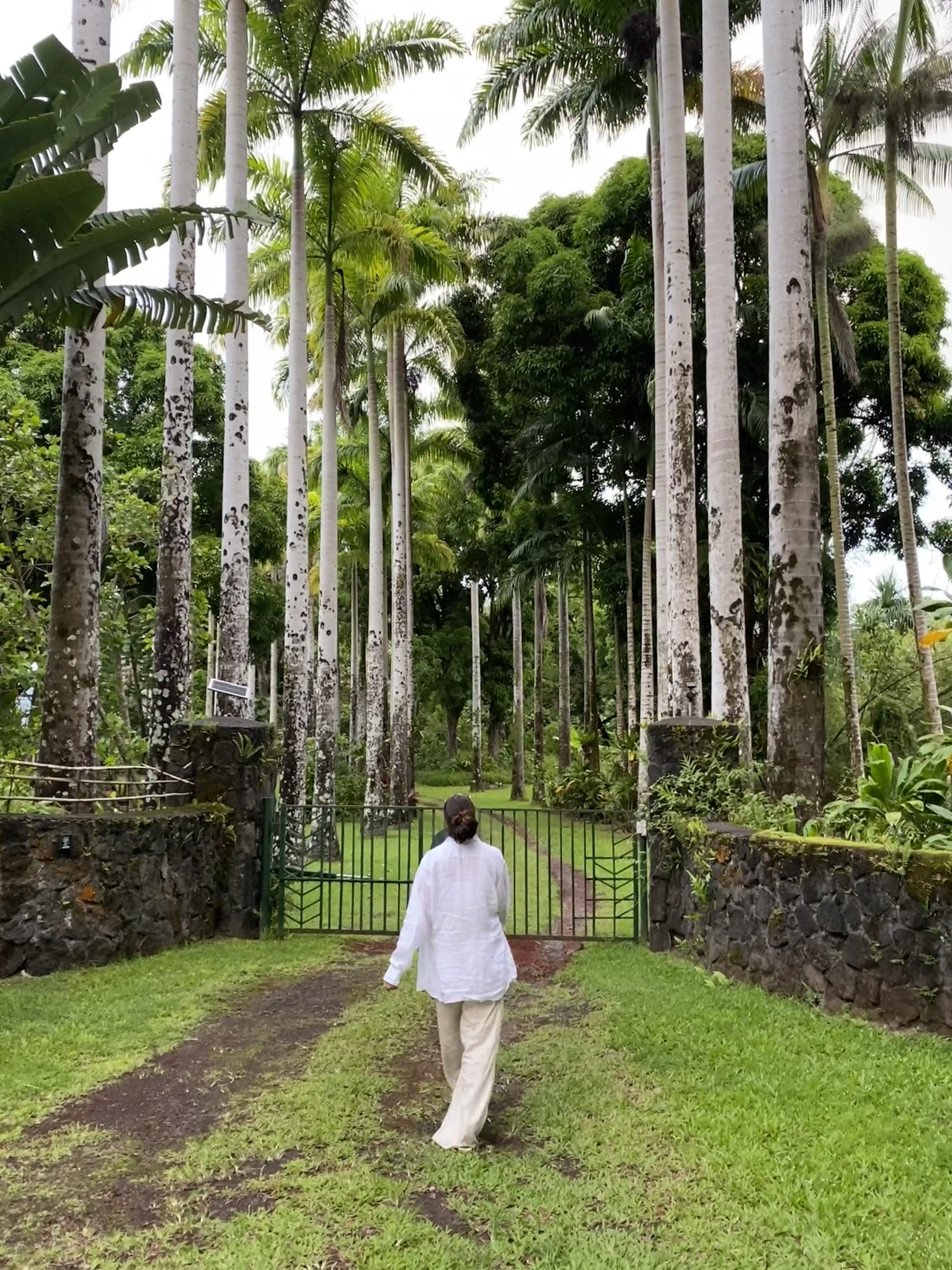 About your writer. Hawaii, me walking down a palm tree-lined path