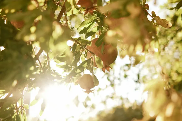 20 YEARS OF TRUTHS TO FRUITS