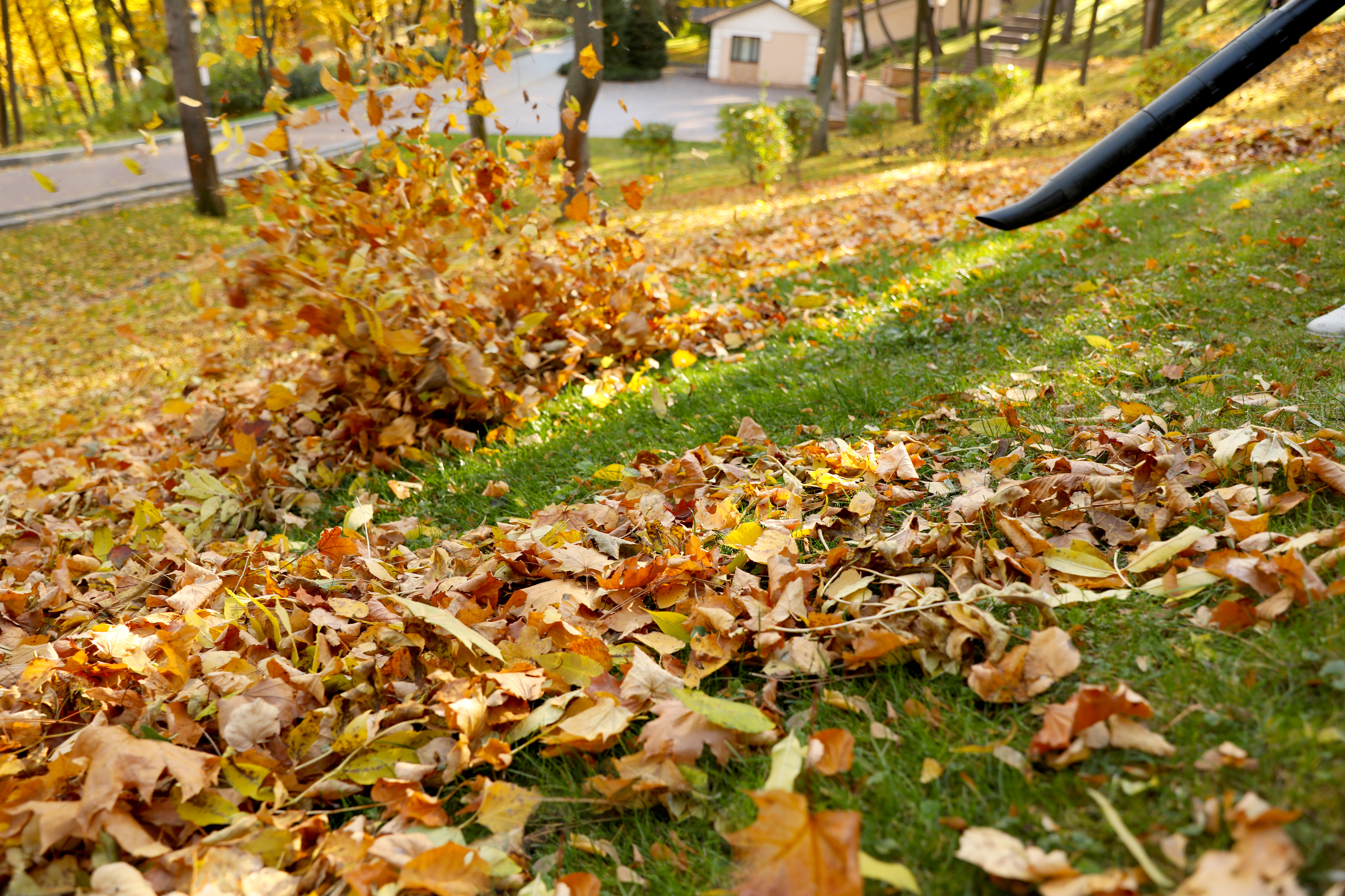 Portland home with fall leaves being removed by landscape crew