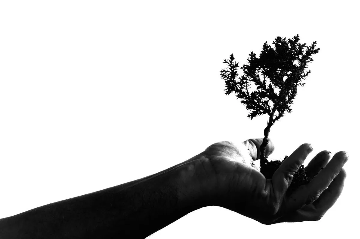 Hand with growing tree