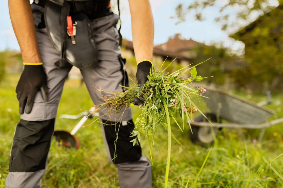 man weeding a garden