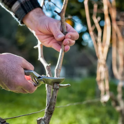 Selective Pruning in Clemmons