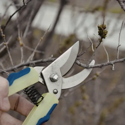 Clemmons Selective Pruning