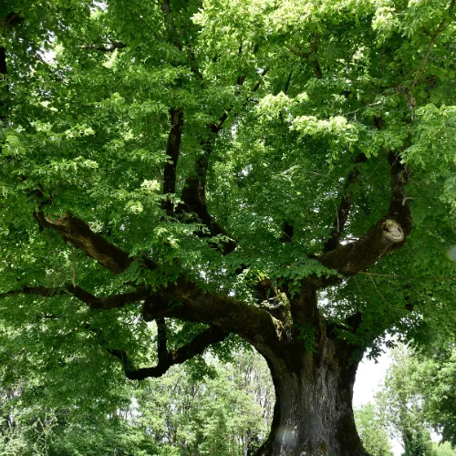 Clemmons Tree Trimming